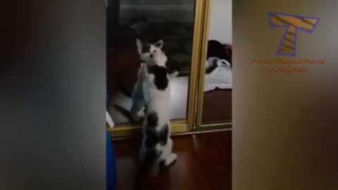Funny cat