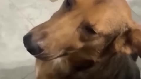 😂 Best Funny Cats and Dogs 😻🐶 Part 5| Cute Baby Dogs|Funniest Dogs video #Dog #shorts