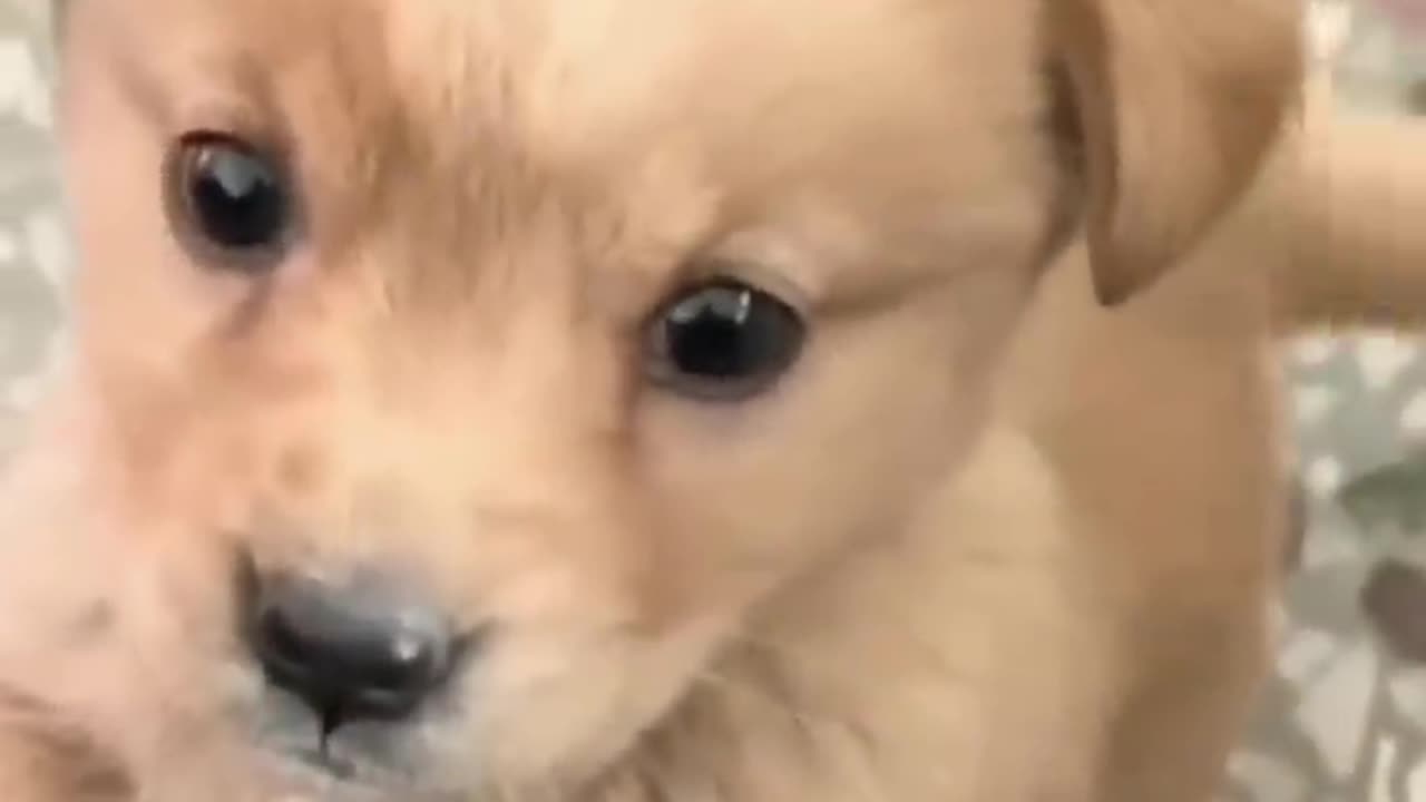 Baby dog #cute puppy barking #4kviral #vedio