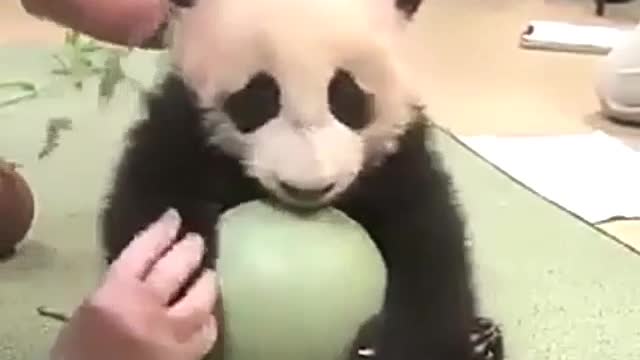 A panda playing with a ball