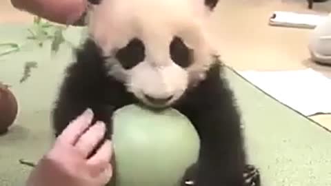 A panda playing with a ball