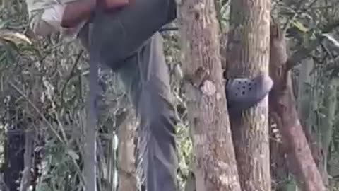 Breeding dog top of tree