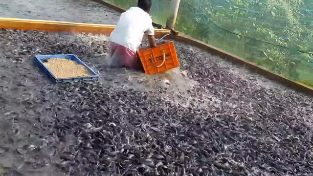 Catfish Farming In Cement Tank In Asia|hybrid magur fish farming in india