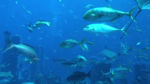 Deep sea fish