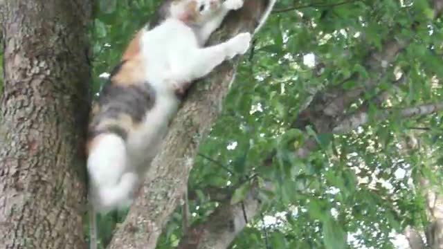 funny cat dumbbing video that makes you laugh