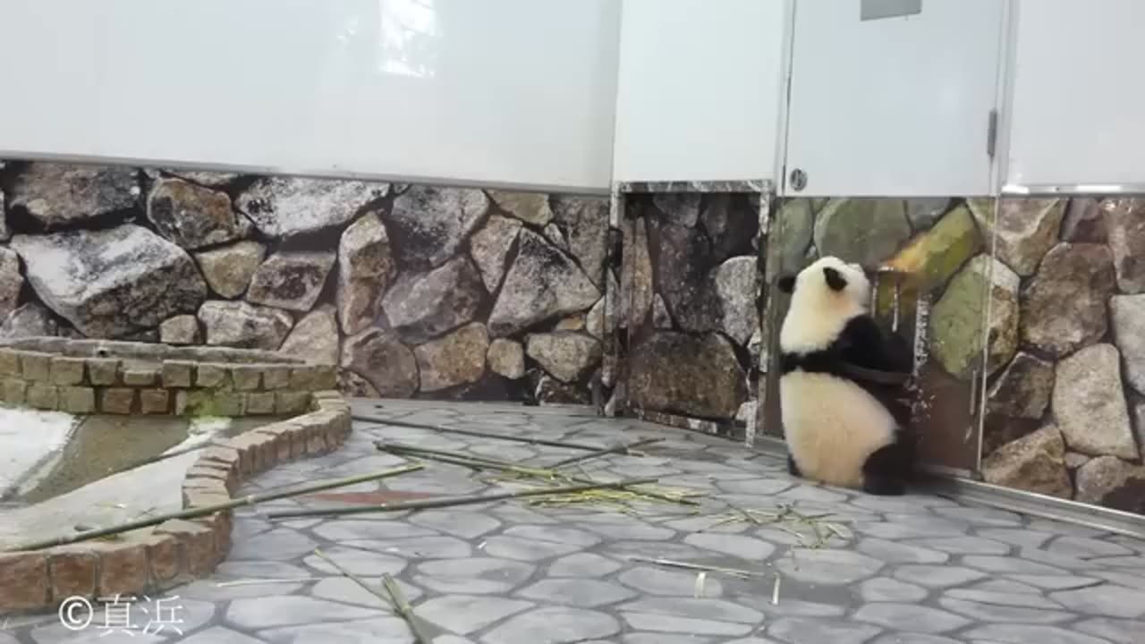 funny panda