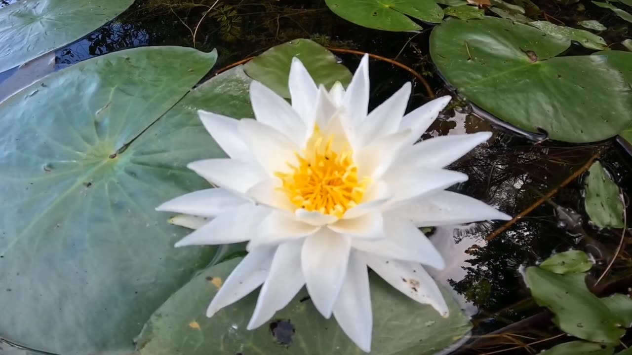 Water Lily