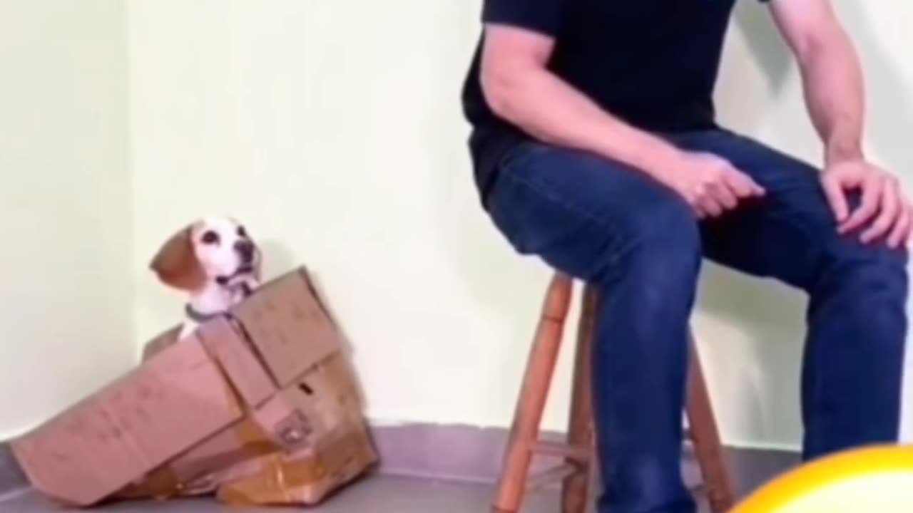 Dog doing prank with the owner so funny lovely dog puppy