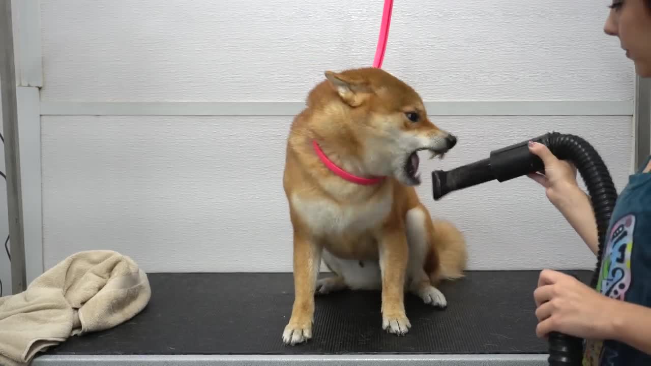 Crazy Shiba Inu won battle against groomer