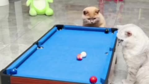 Cats Billiards