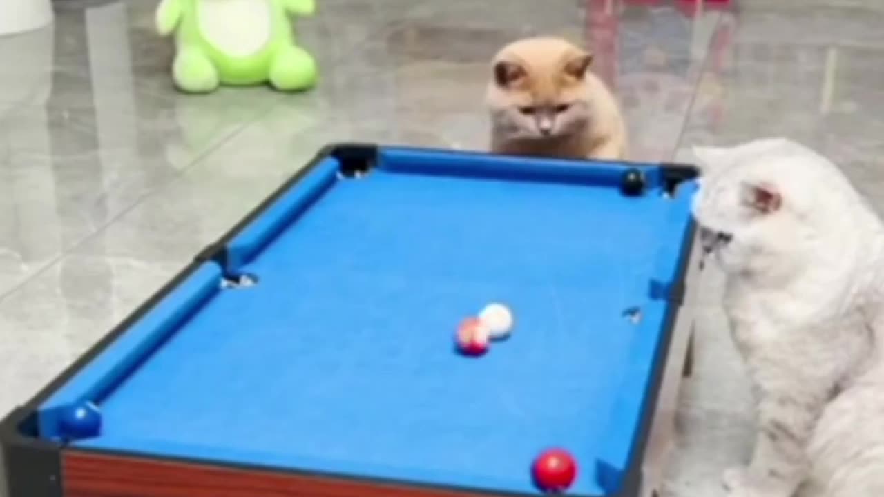 Cats Billiards