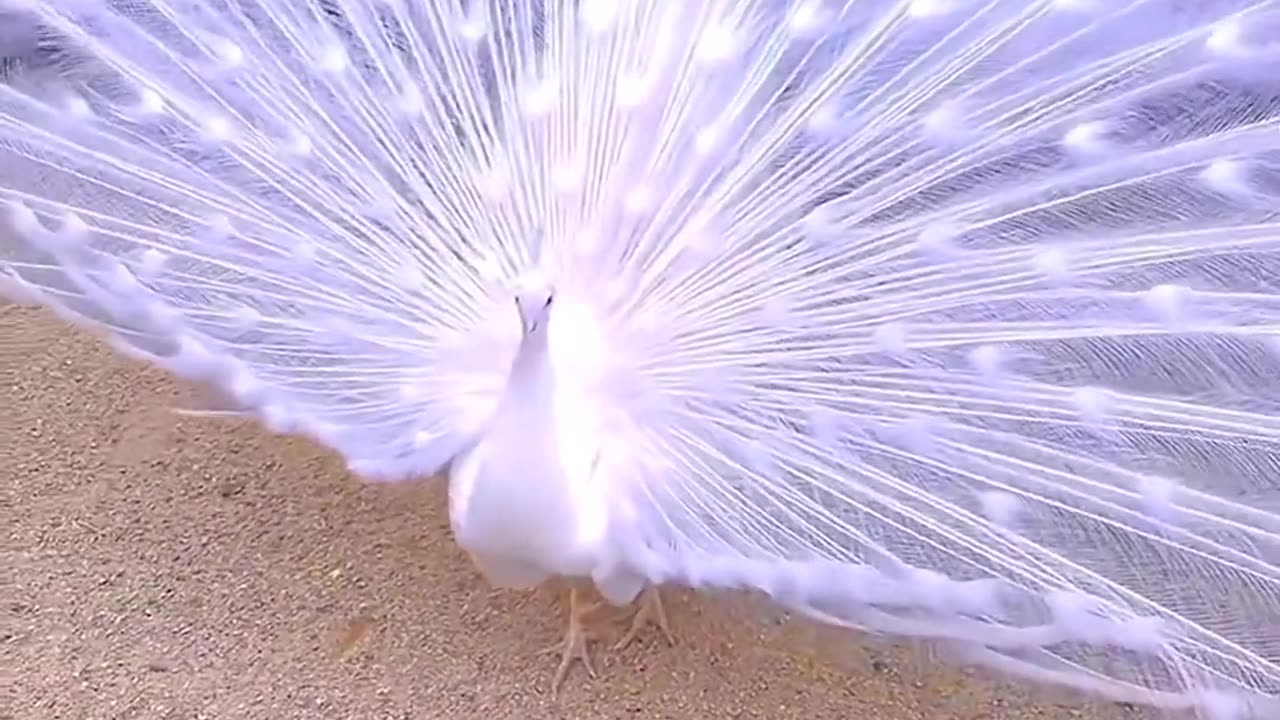 Peacock colour dance video ultra hdr