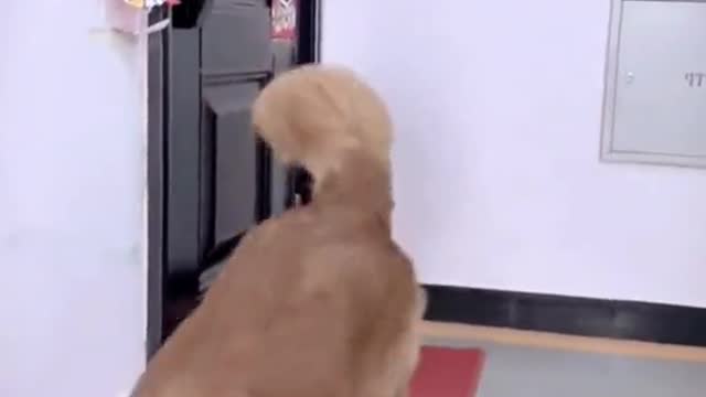 Dog or man love