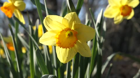 Yellow Flowers in Garden