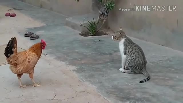 Chicken VS Dog & Cat Fights - Funny Fights Video