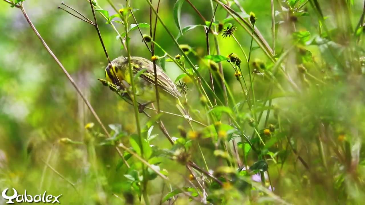 Une minute pour oiseau : Serin pays (serin du Mozambique) - Yabalex