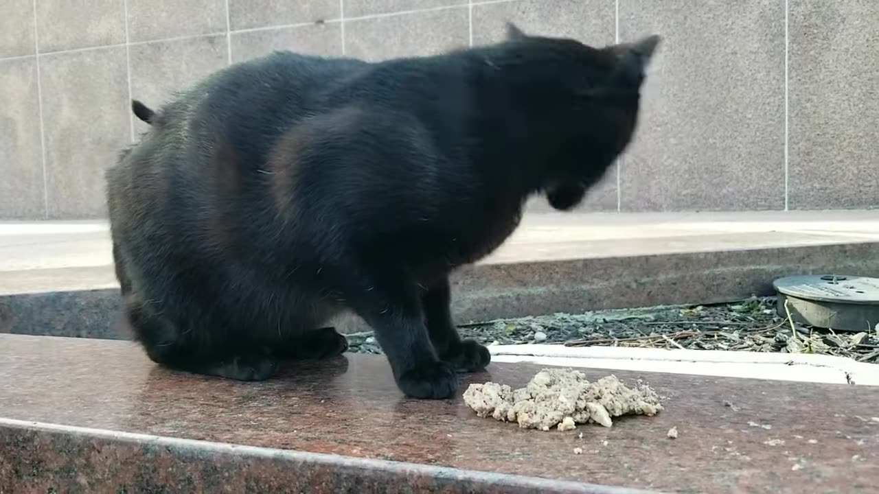 20240427 171358 Tux Eating Windy