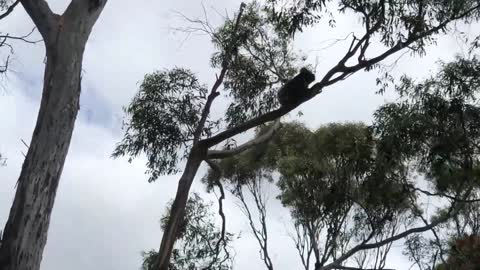 Male Koala Vs Female Koala