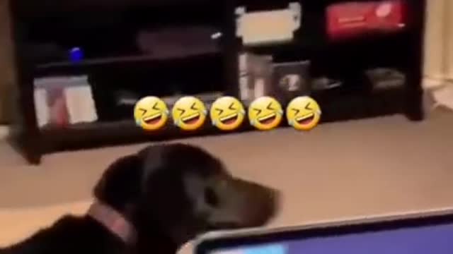 SOO FUNNY - SCARED DOG