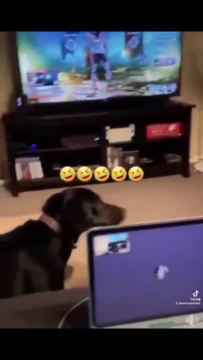 SOO FUNNY - SCARED DOG
