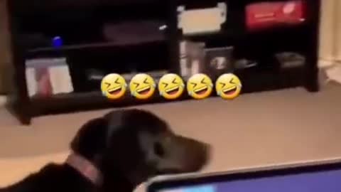 SOO FUNNY - SCARED DOG