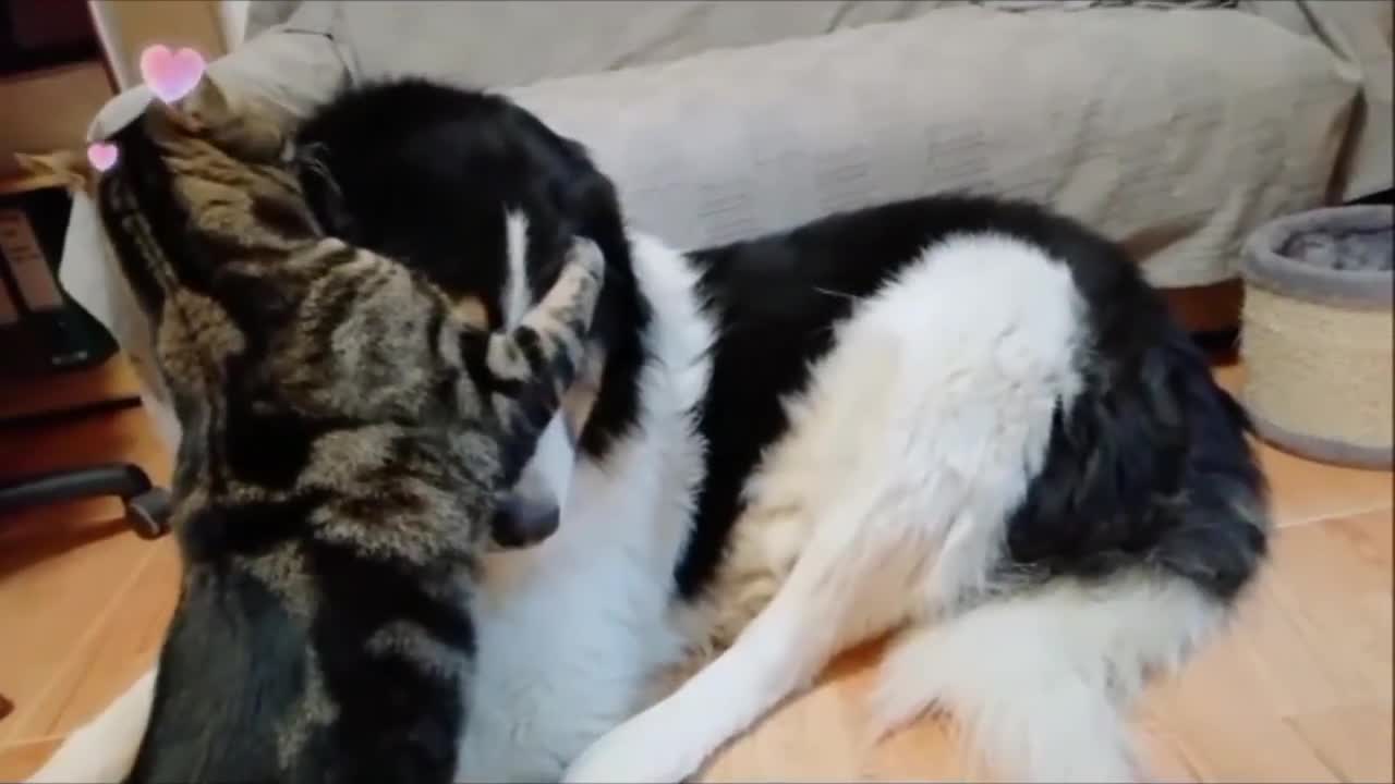 Cat Grooming His Dog Friend