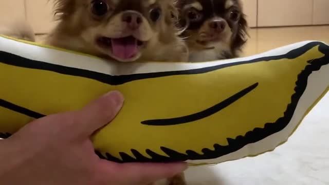 Funny Dog Puppies 😂 These Funny 🐱 Dog Videos #shortsvideo #viral #shorts