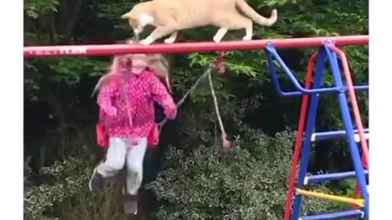 Cat risks it all!