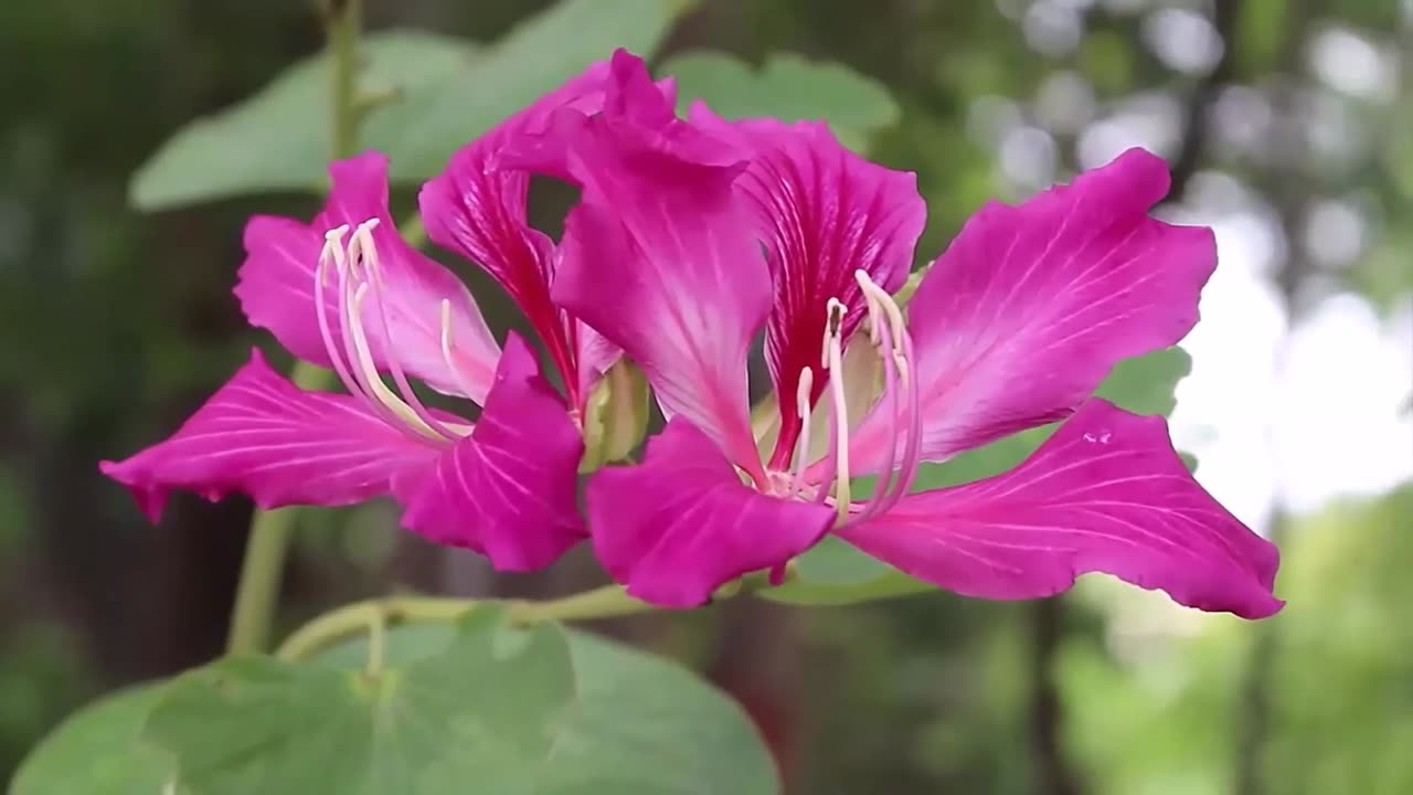 Bauhinia Purpurea, Pink Purple Orchid Flowering Garden Tree Camel's Foot