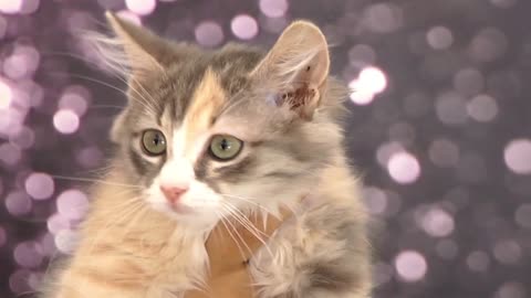 Cute kitten on glittering background