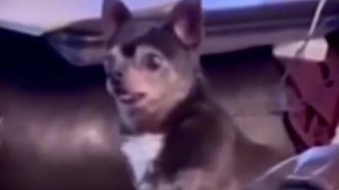 Dog forget how to bark