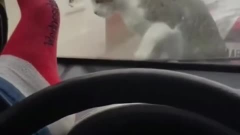 Funny 😇cats and dogs videos😜 - Funny Animals Hub😆 #16