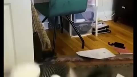 Funny animal videos