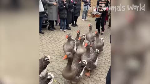 best animal