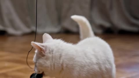 Funny Cat 😂😂😂
