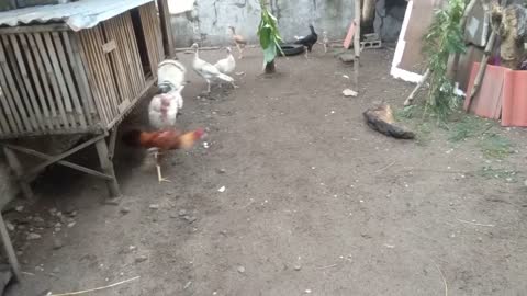 Turkey attack aseel rooster/part 1