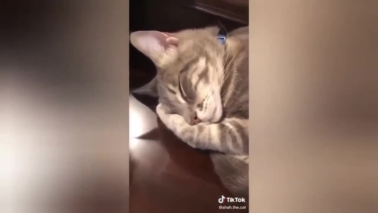 black cat