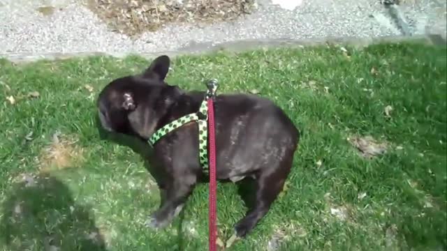 French Bulldog Afraid of Own Farts 🐶🤣