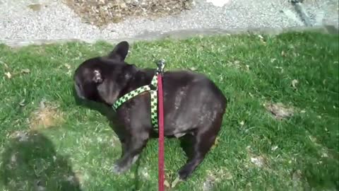 French Bulldog Afraid of Own Farts 🐶🤣