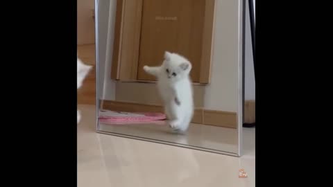 Funniest Dogs And Cats - Best Of The 2022 Funny Animal Videos #3