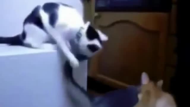 Funniest Animals Videos l Three Cute Cats Fighting