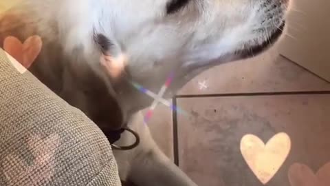 Clara the singing dog