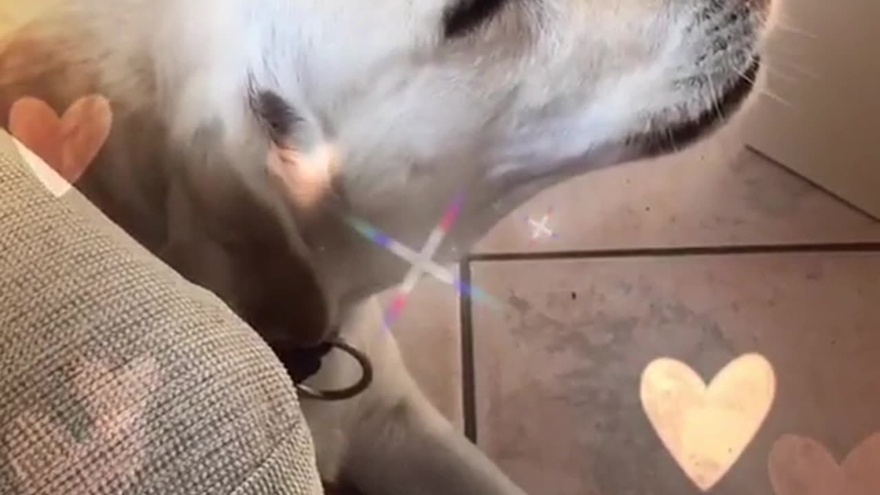 Clara the singing dog