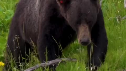 POV seeing grizzlies and bison in Yellowstone.