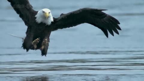 Bald Headed Eagle catches salmon