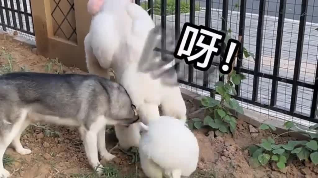 War between animals
