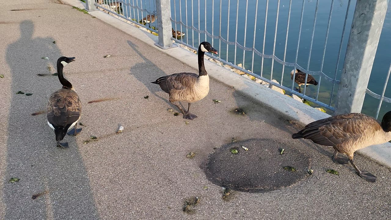 GANG OF GEESE ALMOST KILLS ME