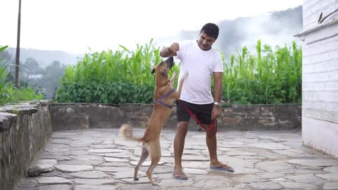 Dog playing with owner and others enjoying