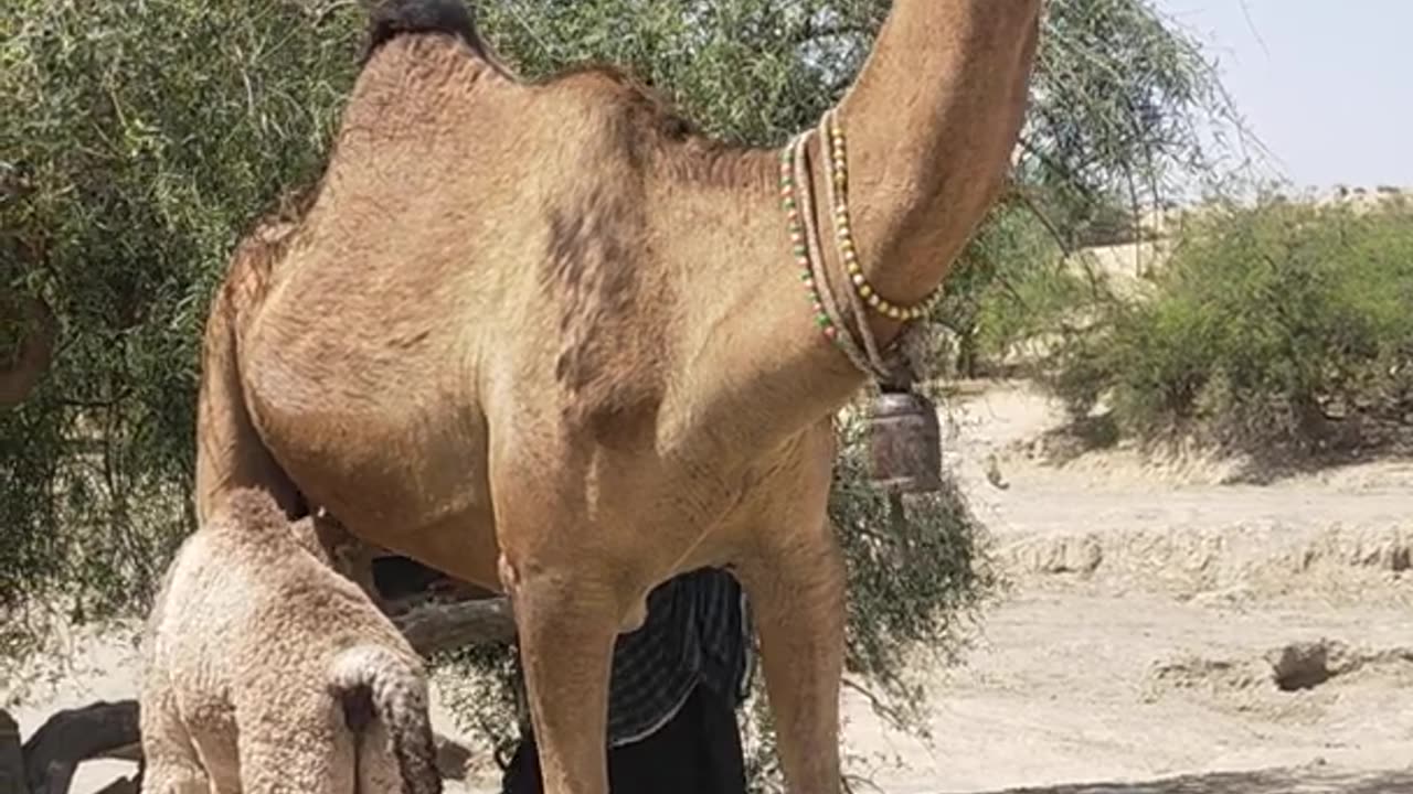 Shepherd Getting Camel Milk alongwith Baby Drinking Milk