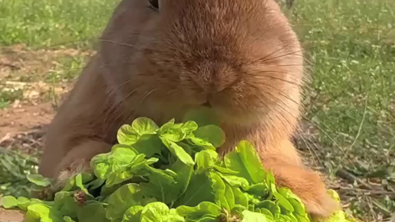 cutie #Rabbit ❤ Tag someone who need to see this